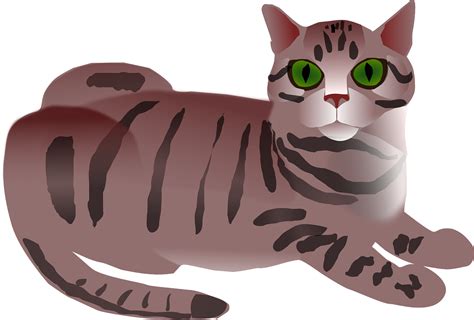 Tabby Cat Feline Brown Striped Png Picpng