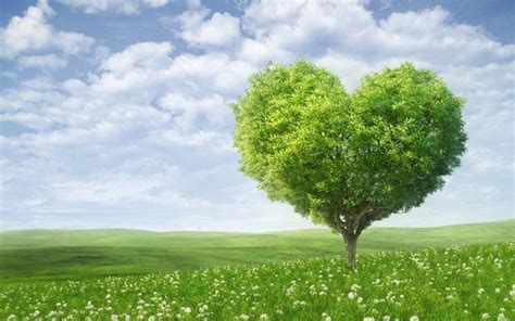 how to enjoy an environment friendly green valentine s day