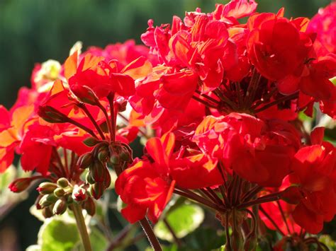 무료 이미지 꽃잎 여름 빨간 식물학 닫기 플로라 꽃들 붉은 꽃 관목 매크로 사진 꽃 피는 식물 발코니 플랜트 붉은 제라늄 연간 공장 우디 식물