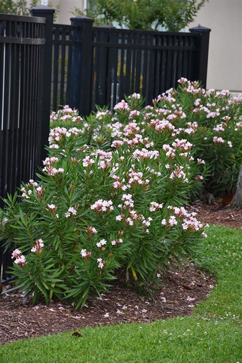 Petite Pink Oleander Nerium Oleander Petite Pink In San Antonio