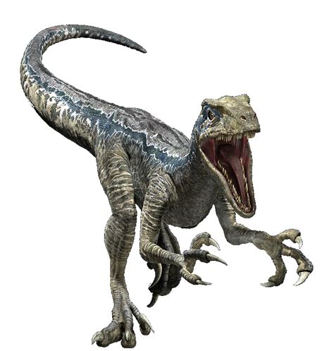Jurassic World Velociraptor Blue Render 5 By Tsilvadino On Deviantart