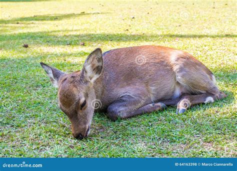 Baby Sika Deer Resting Stock Photo Image Of Brocket 64163398