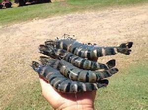 Black Tiger Prawns In Gujarat Manufacturers And Suppliers India