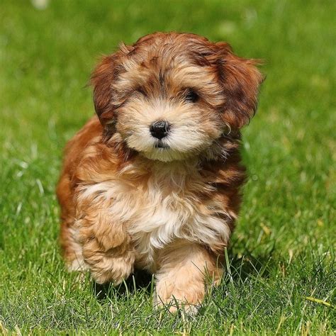 30 Cutest Pictures Of Havanese Puppies Best Photography Art