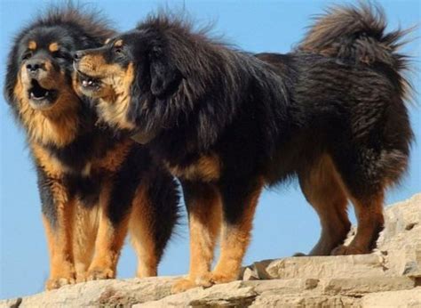 Tibetan Mastiff Vs Chow Chow Breed Comparison Mydogbreeds