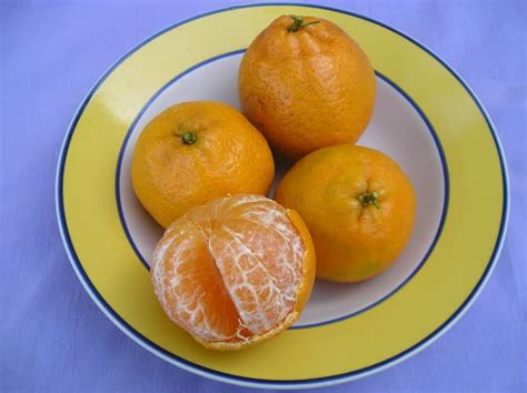 Ponkan Tangerine Tree — Just Fruits and Exotics