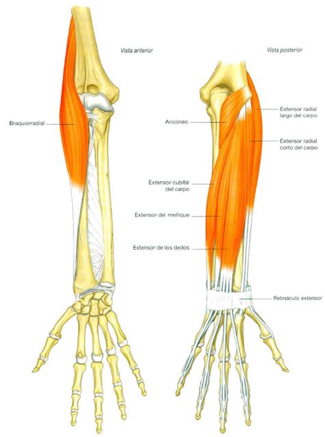 Huesos Musculos Antebrazo