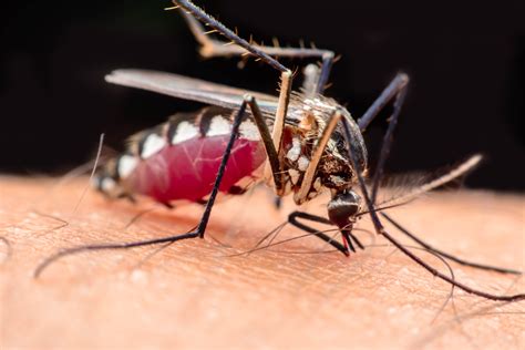 Blood Why Do Mosquitos Need It Mosquitonix South Florida