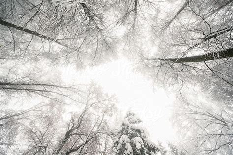 Wide Angle View Upwards In A Snow Covered Forest By Stocksy