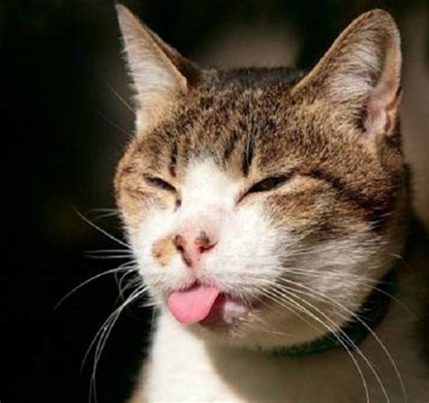 16 Hilarious Pictures Of Cats Making Weird Faces Immagini Di Gatti Divertenti Foto Divertenti