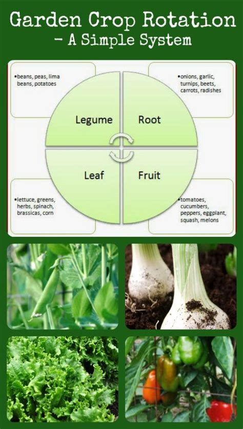As you begin to plan your vegetable garden consider the importance of crop rotation; Garden Crop Rotation - A simple system for rotating garden ...