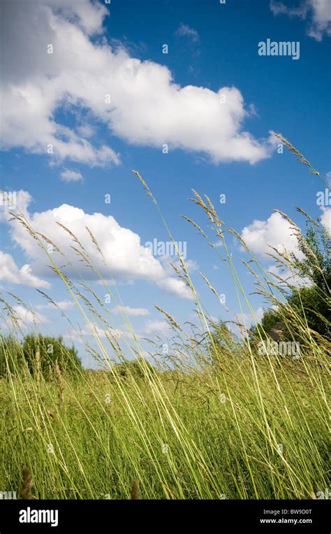Wild Grass Grasses Long Meadow Meadows Blue Skies Sky Natural Pasture