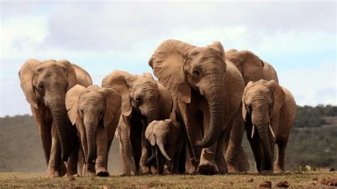Introduce Elephants To Aussie Bush Says Scientist Australian Geographic