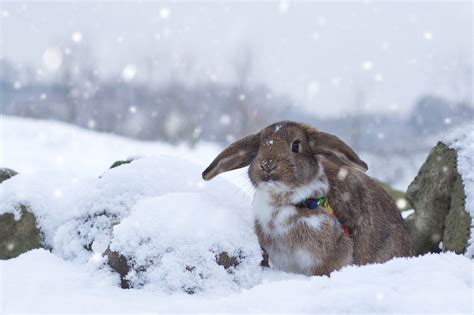 103516 Winter Beauty Anime Rabbits 4k Snow Girl Rare Gallery