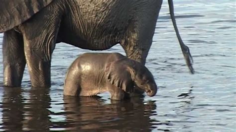 Baby Elephant Learns To Use His Trunk Youtube