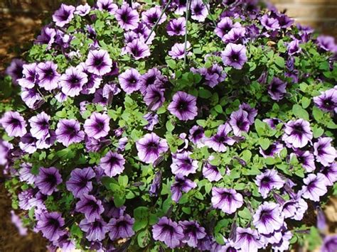 What Are The Best Trailing Annual Flowers For New Gardeners
