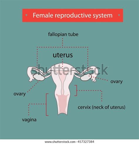 Female Reproductive System Stock Vector Royalty Free 457327384