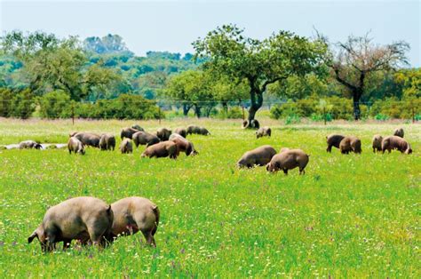 Bienestar Animal En El Ganado Porcino Compromiso Del Sector Garantía