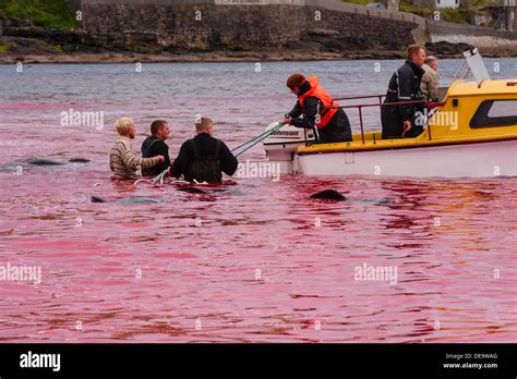 Traditional Hunt Of Pilot Whales Globicephala Melas In Faroe Islands