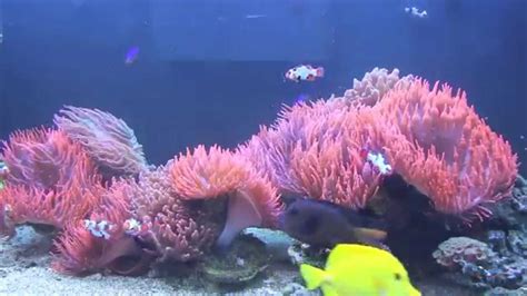 Reef2reef Spotlight Marvinsreef Clownfish And Anemone Tank Youtube