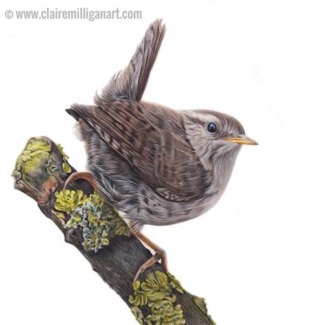My Little ‘wren Drawing Is Now Complete I Hope You Like It The