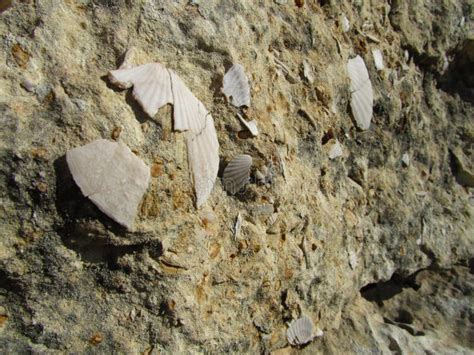 Seashell Fossils On The Limestone Surface Perfect For Background
