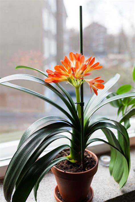 How To Grow And Care For Clivia Houseplants Gardeners Path