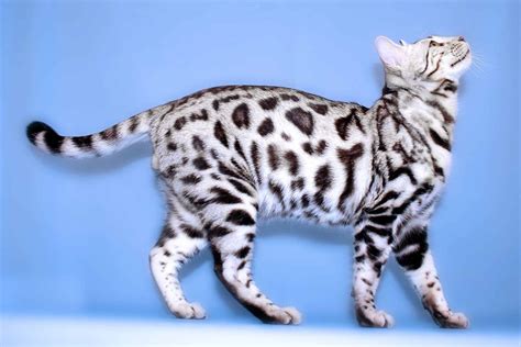 They have a wild appearance with large spots, rosettes, and a light/white belly, and a body structure reminiscent of the alc, but once separated by at least four generations from the. How Much Does a Bengal Cat Cost?