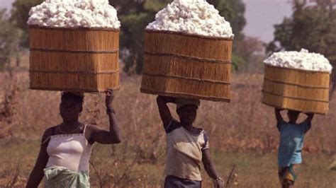 Les Producteurs De Coton En Afrique Veulent Transformer Davantage
