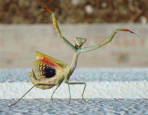 Adult Female Praying Mantis Making A Threat Display Insects