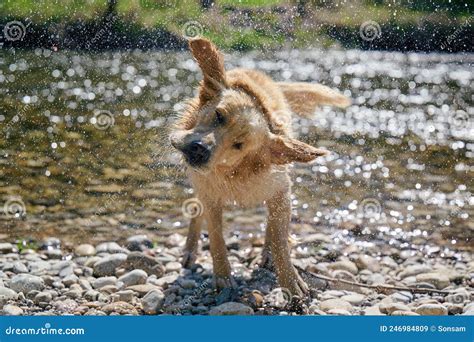 Golden Retriever Dog Shaking Off Water In Lawn Stock Image Image Of