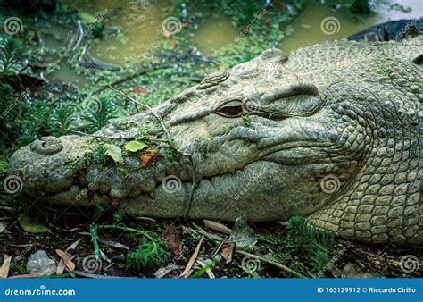 Australian Crocodile Head Close Up Stock Photo Image Of Aquatic