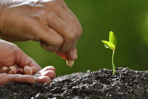 95383428 Farmers Hand Planting A Seed In Soil Meadows Media Llc