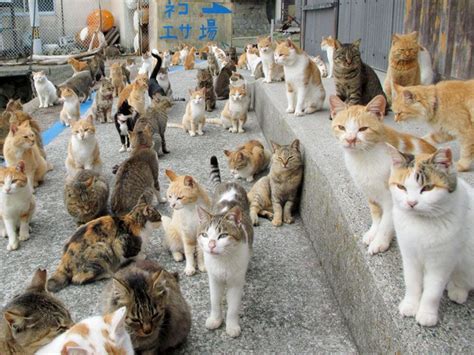 Japans Cat Island Receives Massive Food Donations After Plea For Help