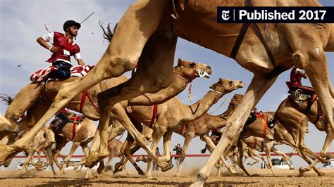 Where Camels Race And Win Beauty Contests The New York Times