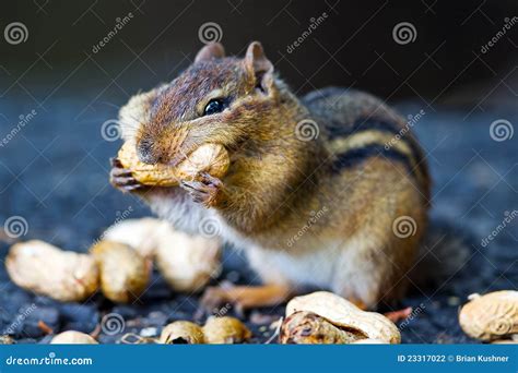 Chipmunk Eating Peanut Stock Photo Image Of Small Feeding 23317022