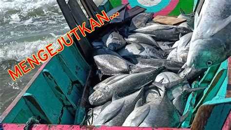 Kaget Hasil Tangkapan Ikan Gt Dengan Jaring Pukat Pantai Jangka