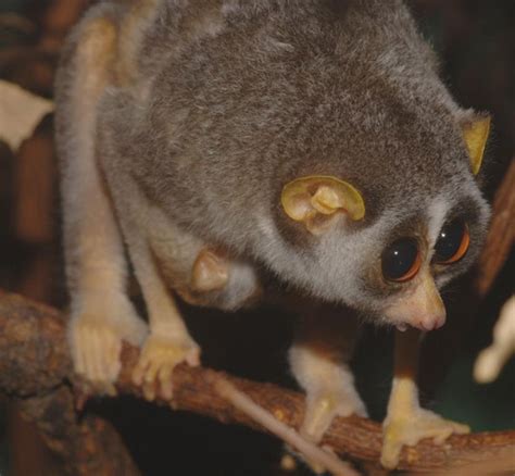 Cute Baby Animal Photos Of The Day Twin Slender Lorises Born At London Zoo