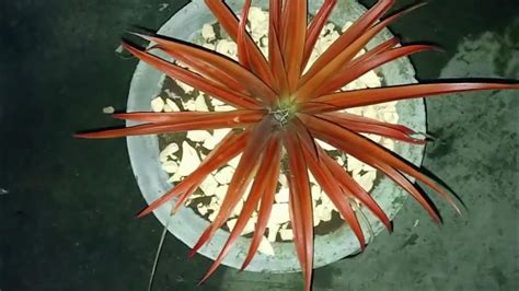Red Spineless Pineapple Plant Youtube