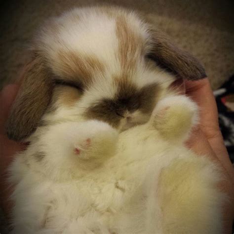 Holland Lop Babies For Sale Cute Baby Animals Cute Baby Bunnies