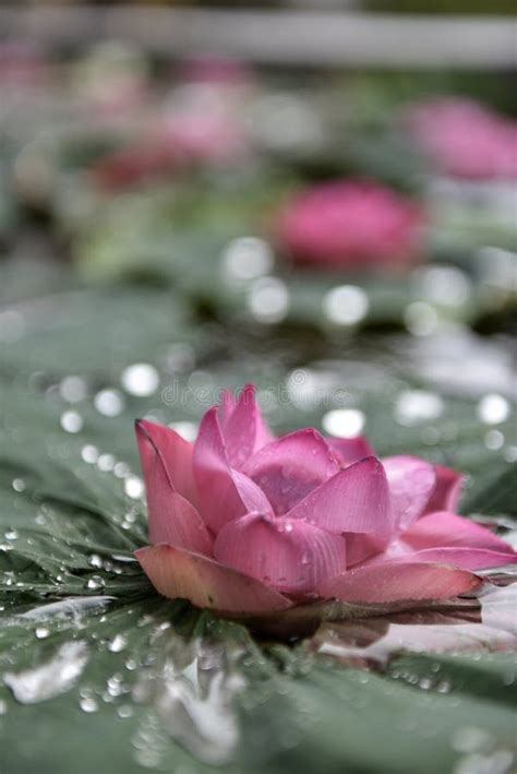 Blooming Lotus Floating On The Lotus Leaf And Water Stock Photo