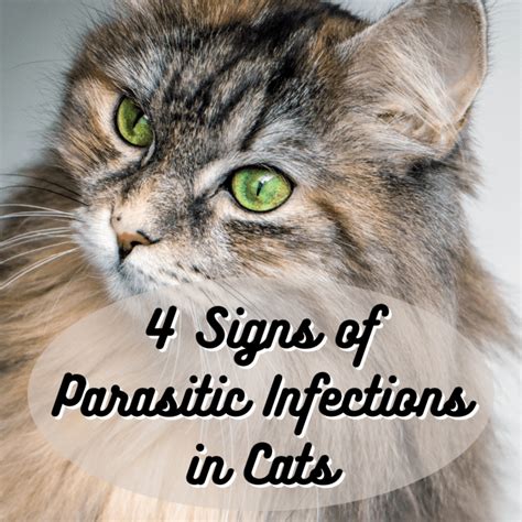 4 Signs Of Parasite Infections In Cats Pethelpful