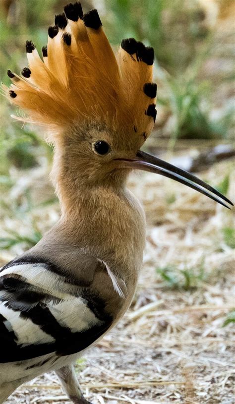 Beautiful Hoopoe Bird About Wild Animals