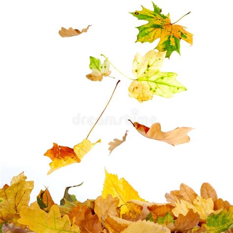 627 Colorful Autumn Leaves Falling Down Stock Photos Free And Royalty