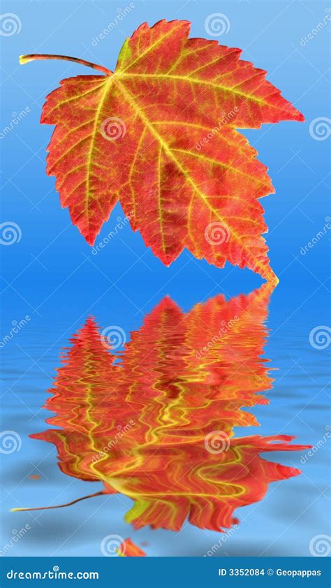 Autumn Fall Red Maple Leaf Water Reflection Stock Photo Image Of Blue