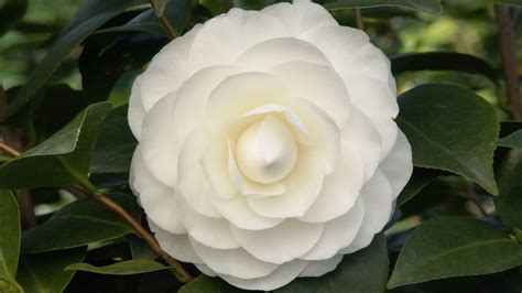 I don't find them cheap looking, they look like regular artificial flowers: Flower That Looks Like A Rose with White Camellia Japonica ...