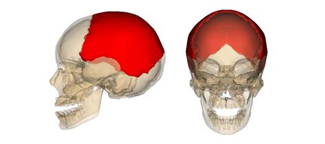 Parietal Bone Anatomy Borders Surfaces Learn From Doctor