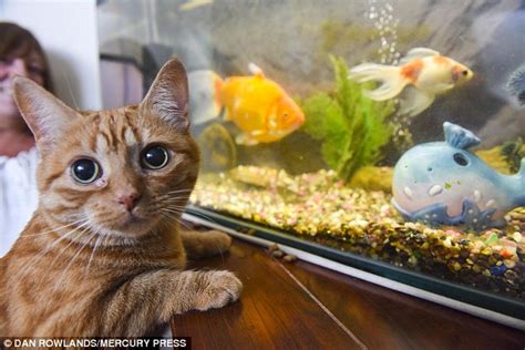 Do cats get dementia and what age? Goldfish as big as a Subway sandwich gets 'angry' if he ...