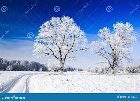 Trees Covered With Snow Against The Sky Stock Image Image Of Colors