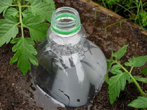 Bottle Drip Irrigation Using Discarded Plastic Bottles To